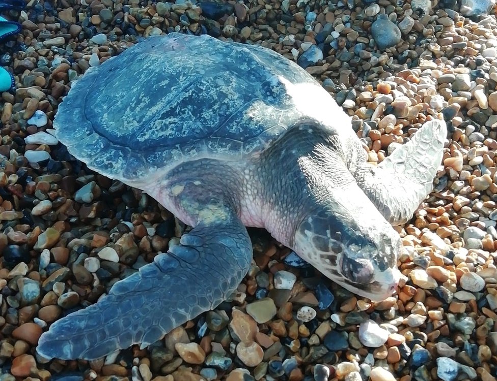Черепаха на пляже Сифорд