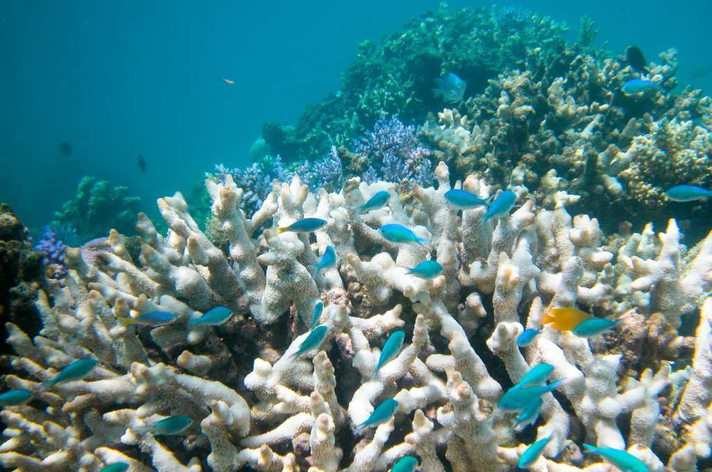 Hidden viruses may threaten Australia's Great Barrier Reef - BBC News