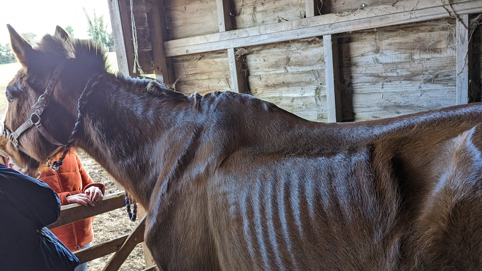 Peasedown St John Woman who starved horse gets 10 year ownership