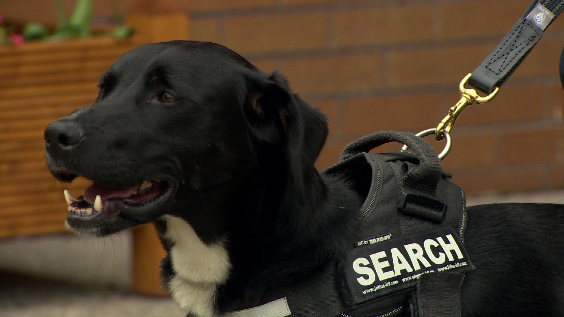 canavis dog shock collar