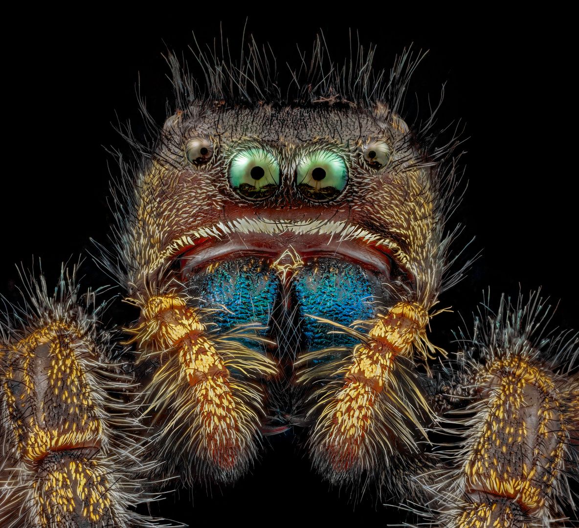 Foto microscópica de uma aranha-saltadora