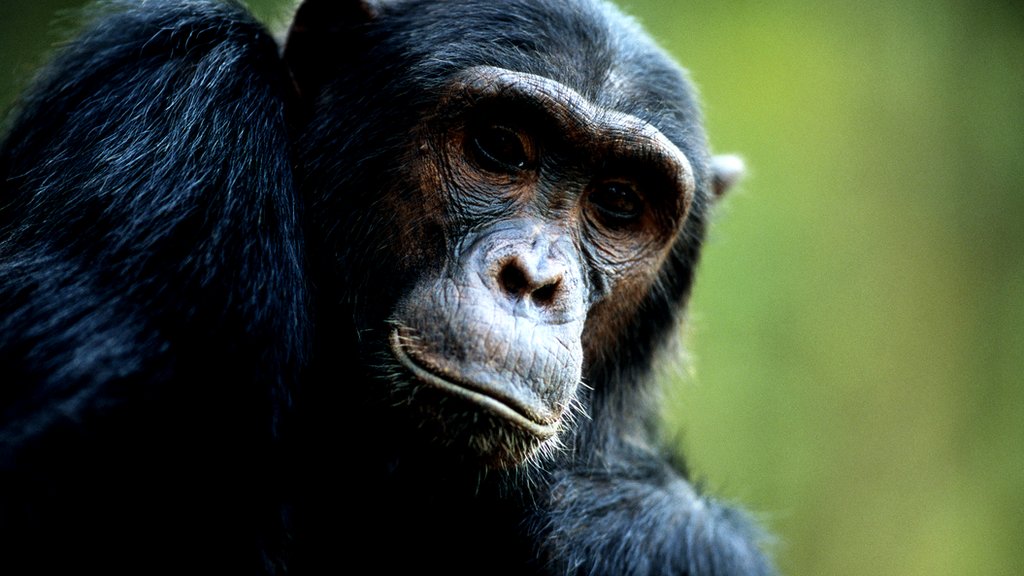 Simpanse di Tanzania.