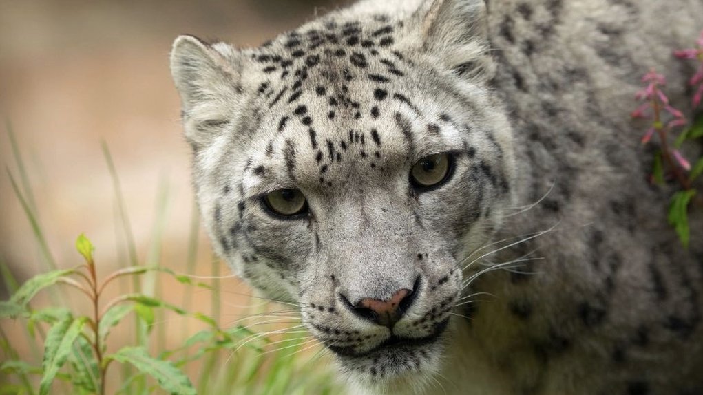 UK's last captive black leopard dies at Exmoor Zoo - BBC News