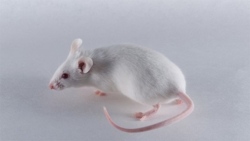 Beli laboratorijski miš