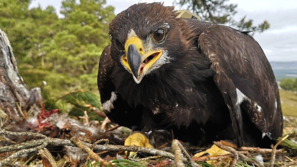 Cairngorms Eagle Chicks Fitted With New Type Of Tag - Bbc News Cairngorms Eagle Chicks Fitted With New Type Of Tag - Bbc News