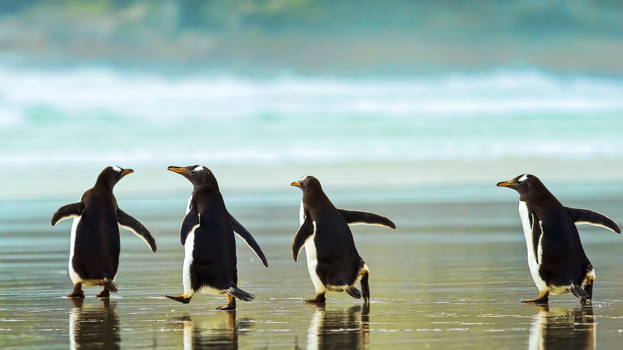 Gentoo penguins are four species not two say researchers - CBBC Newsround
