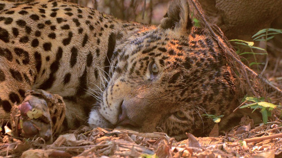 An injured jaguar lying down