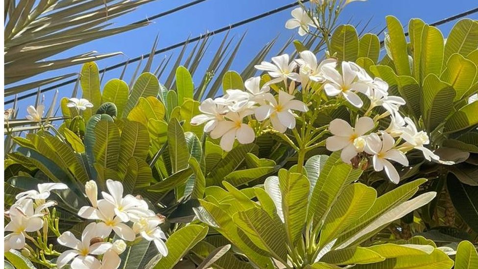 اشتباكات السودان: سوداني يرفض النزوح للاعتناء بحيوانات وأشجار حيه 1 إحدى الأزهار في الحي