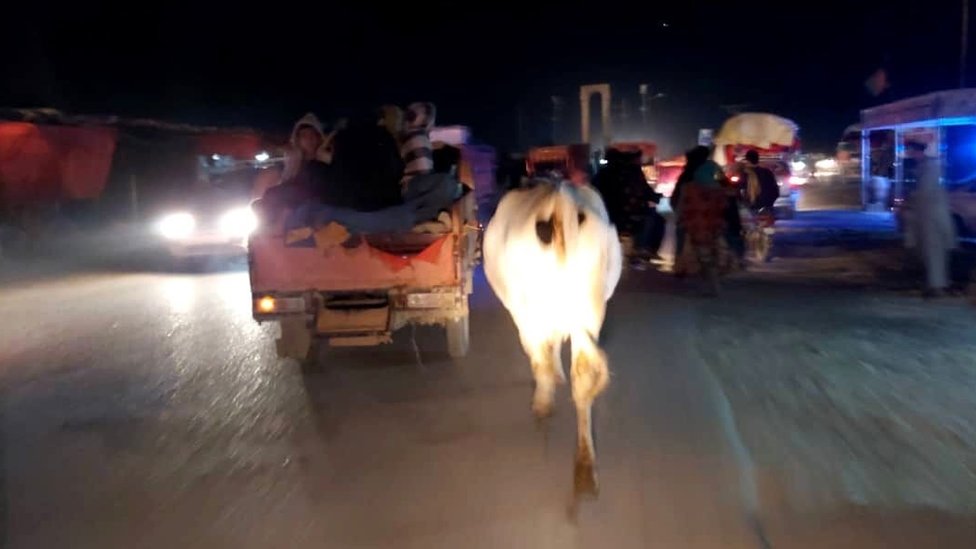 A cow running along the road with various vehicles