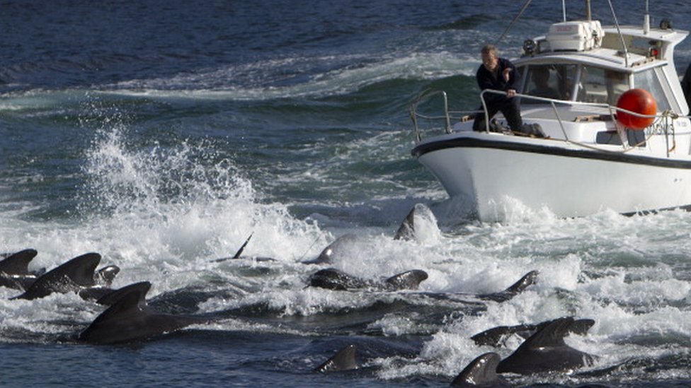 Hombre cazando ballenas en las Islas Feroe.