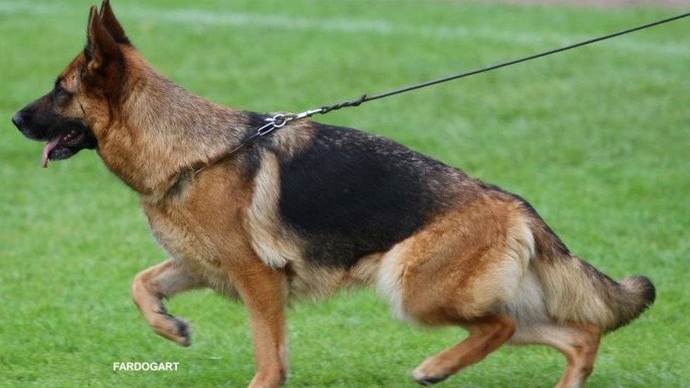 Немецкая овчарка, ставшая Лучшим Представителем Породы на Crufts 2016