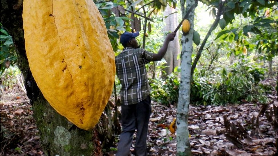 Выращивание какао в Кот-д'Ивуаре