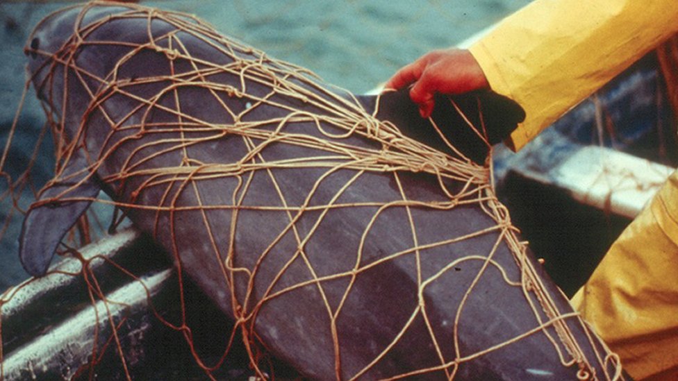 An undated handout photo issued by University of St Andrews of a dead vaquita porpoise entangled in a gillnet set for a totoaba