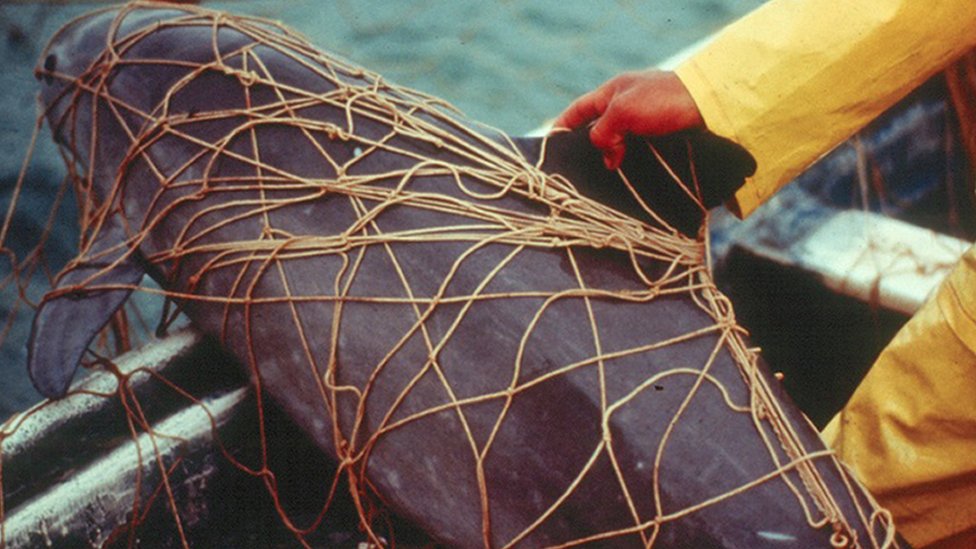 Una vaquita marina en una red de pesca de totoaba