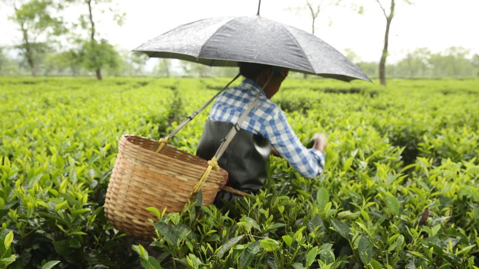 Женщина, работающая на чайной плантации