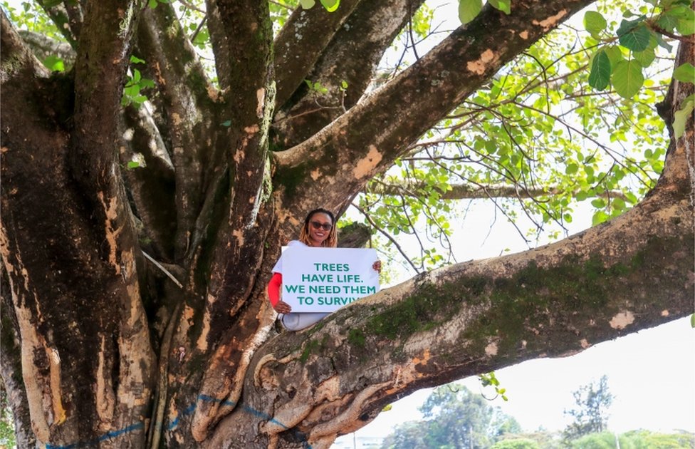 A smiling woman sits in a tree bough holding a placard that reads "Trees have life - we need them to survive".