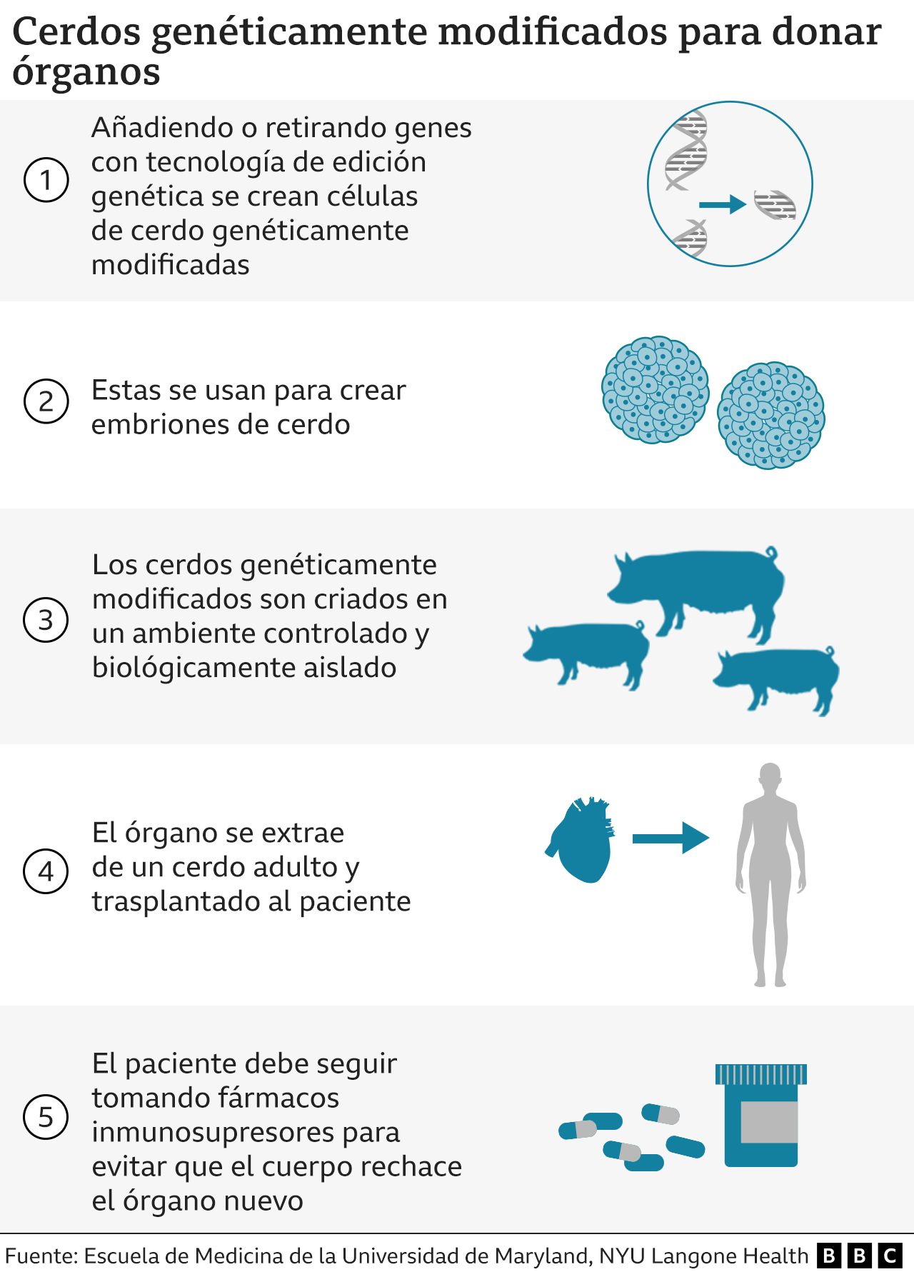 Gráfico de cómo se crían cerdos genéticamente modificados