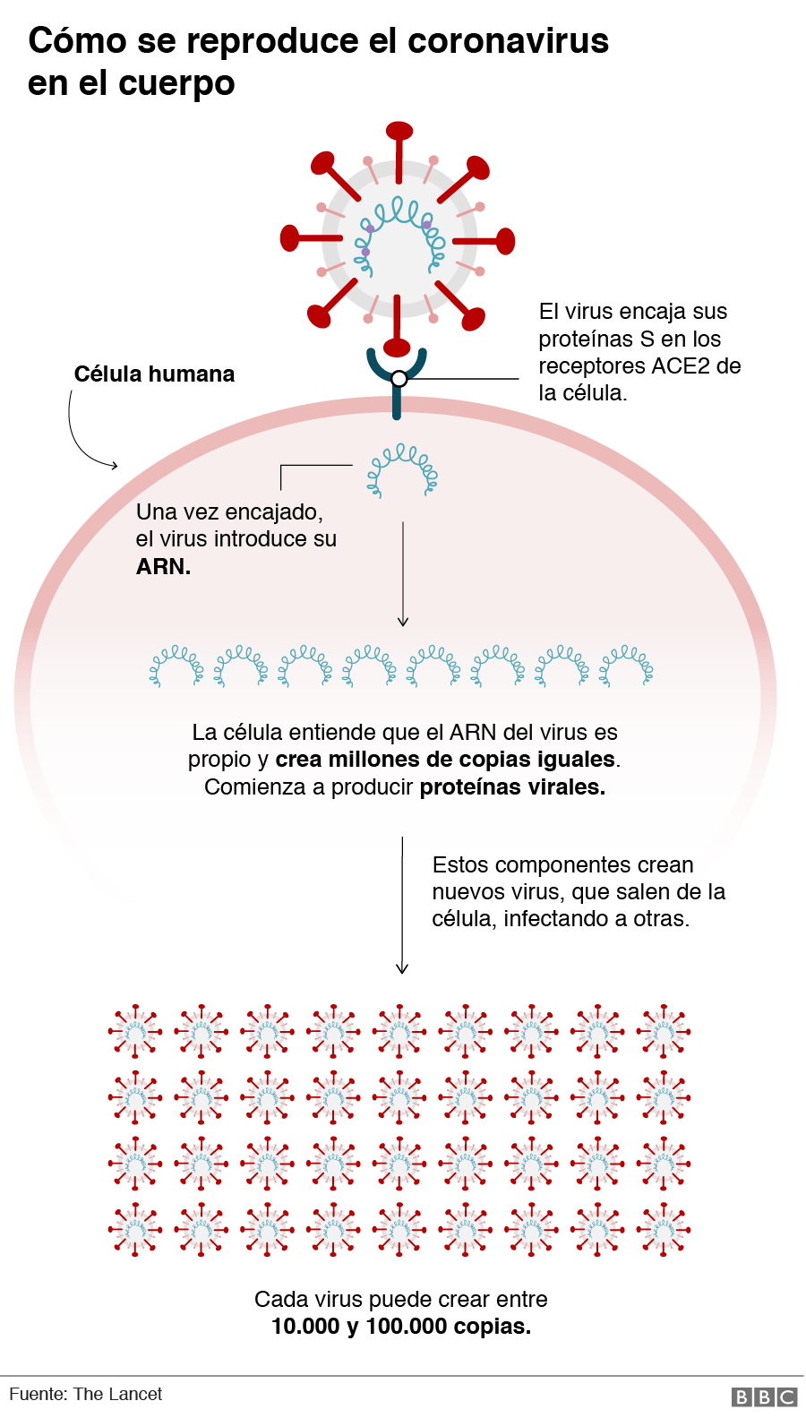 Gráfico de cómo se reproduce el coronavirus en el cuerpo