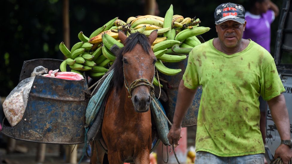 Transportando banano