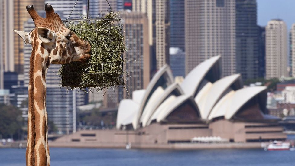 El viaje a Australia mostraría una nueva clave para encontrar los documentos perdidos. Australia