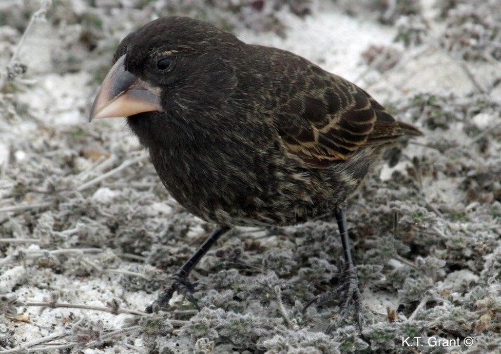 Este es un ejemplo de G. conirostris, la especie que llegó a la isla Daphne Mayor y dio lugar a la hibridación. Foto: P.R. Grant. Ave. Foto: P.R. Grant.