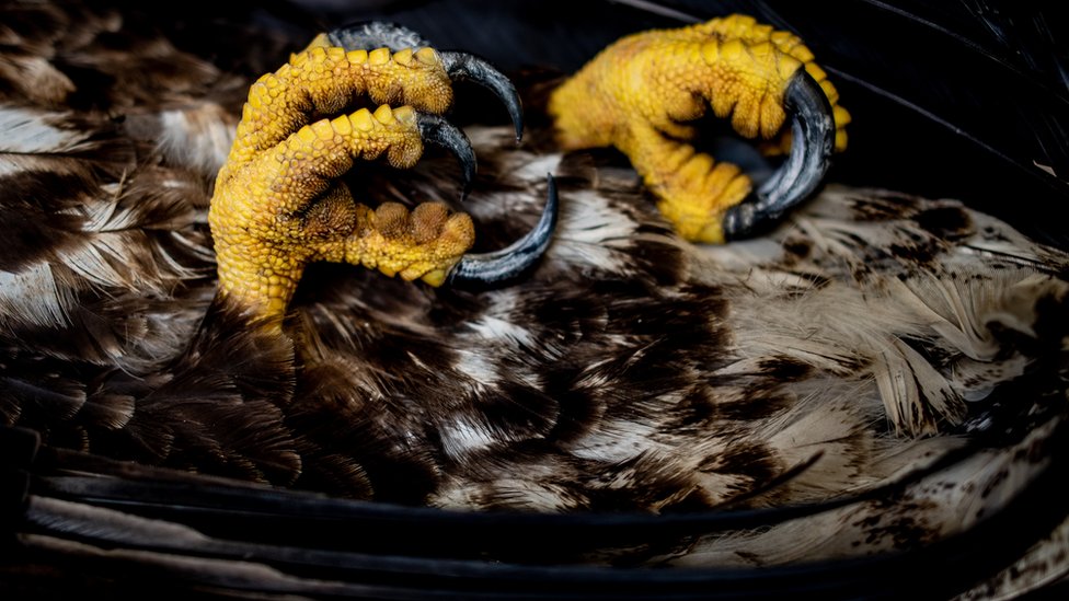 Крупным планом - пара когтей на торсе неполовозрелого белоголового орлана