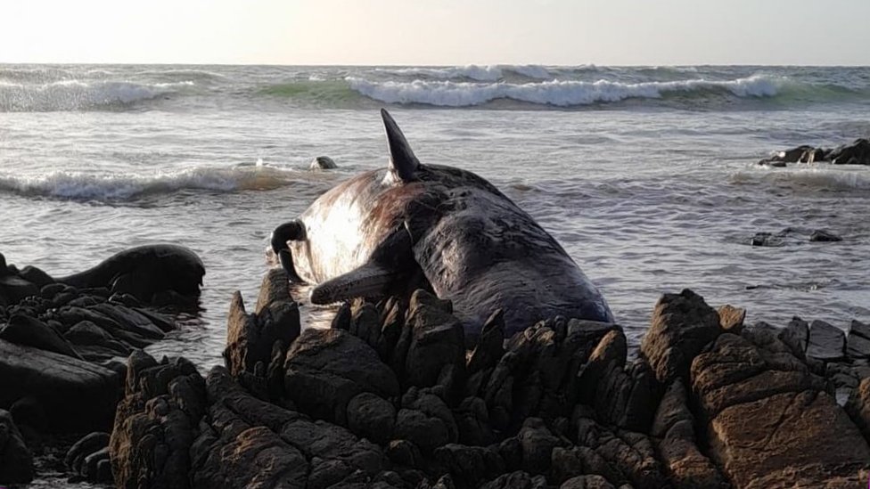 Dead whales are washing up on the East Coast. The reason remains a mystery.