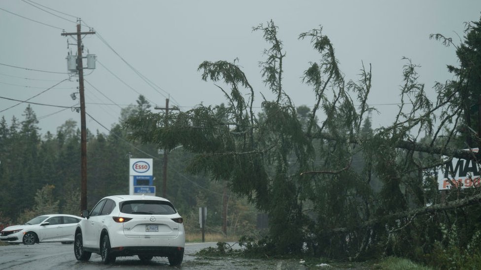 Un vehículo evitando un árbol caído.