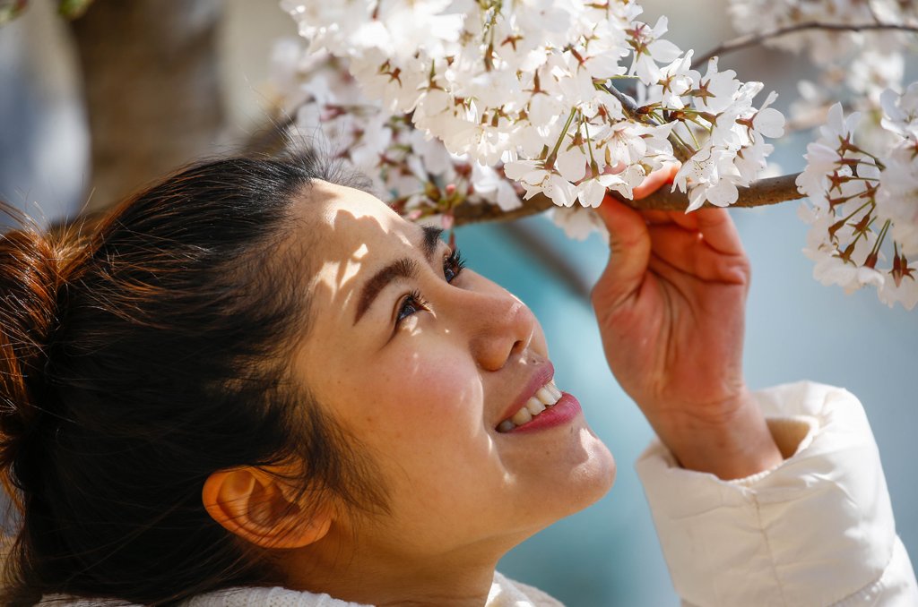 對轉瞬即逝之美的欣賞體現在日本一些最簡單的快樂中，比如每年一度的賞櫻。