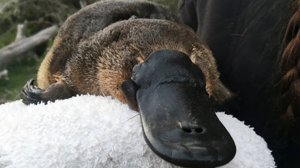 are platypus endangered