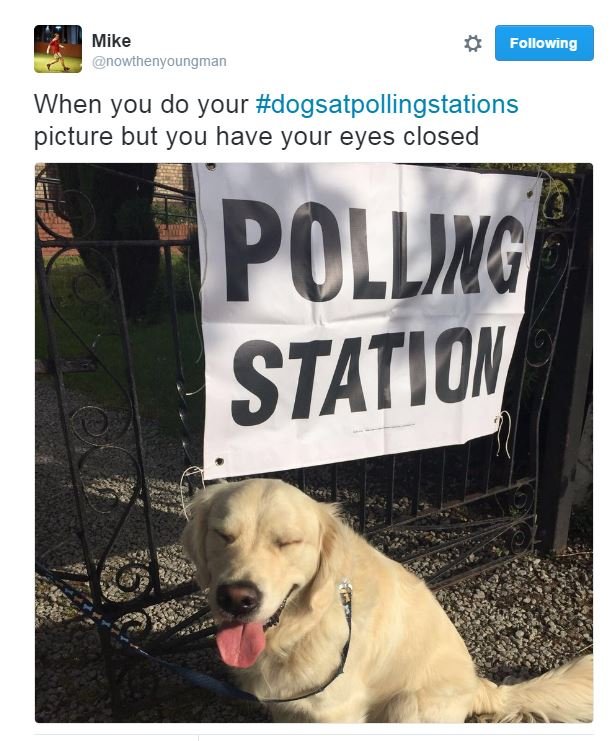 Твит с собакой возле избирательного участка