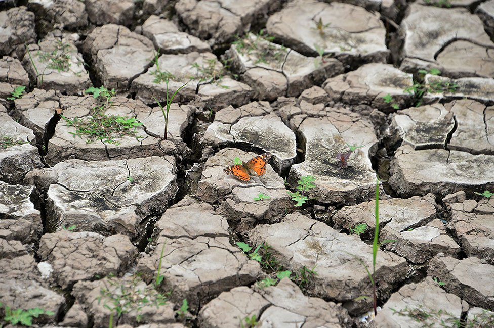 فراشة في خزان Los Laureles المتضرر من الجفاف ، في تيغوسيغالبا ، هندوراس ، في يوم الأرض ، 22 أبريل/نيسان 2022