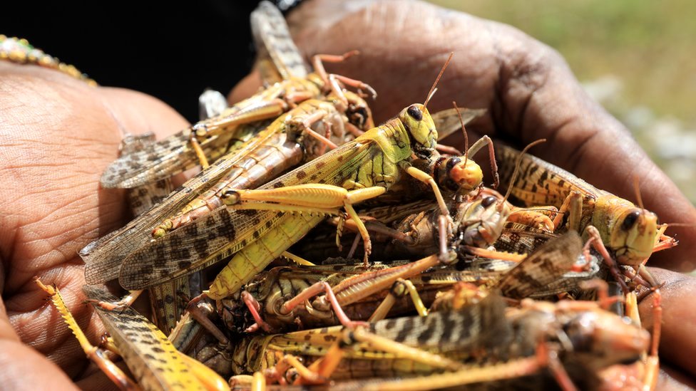 Туристический гид держит горстку мертвой саранчи на севере Кении
