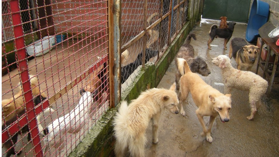 Imagens de cães em abrigos assistidos pela ONG Cão Sem Fome