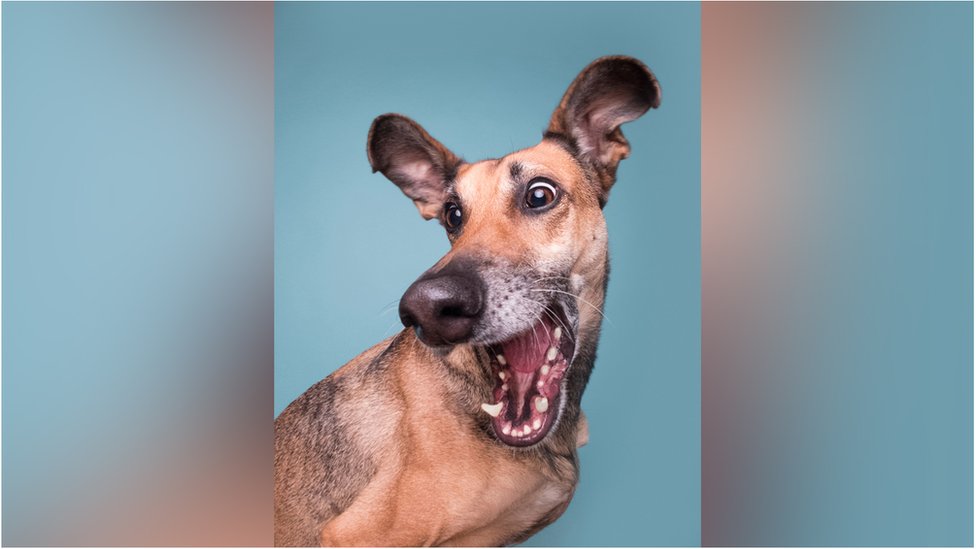 Elke Volgelsang photographed the rescued Spanish sighthound when he was 'acting like a pup'