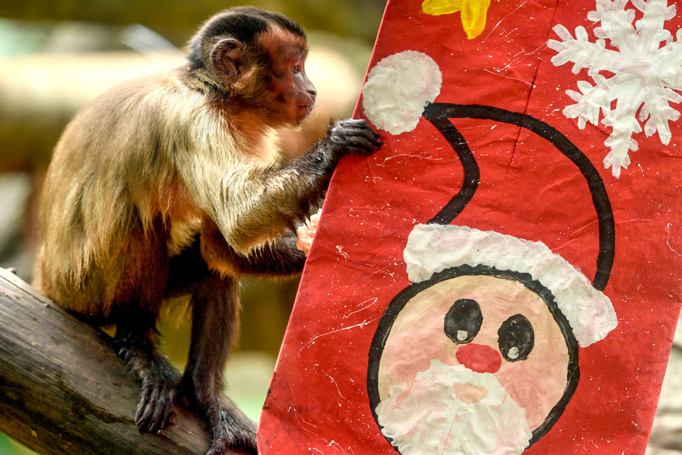 A capuchin monkey inspects a festive package at Cali Zoo