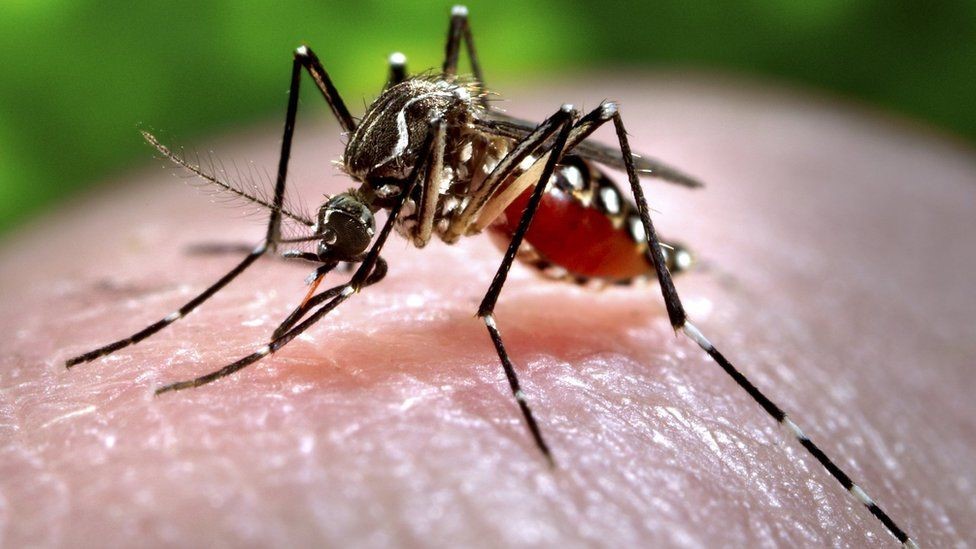 Komarac Aedes aegypti