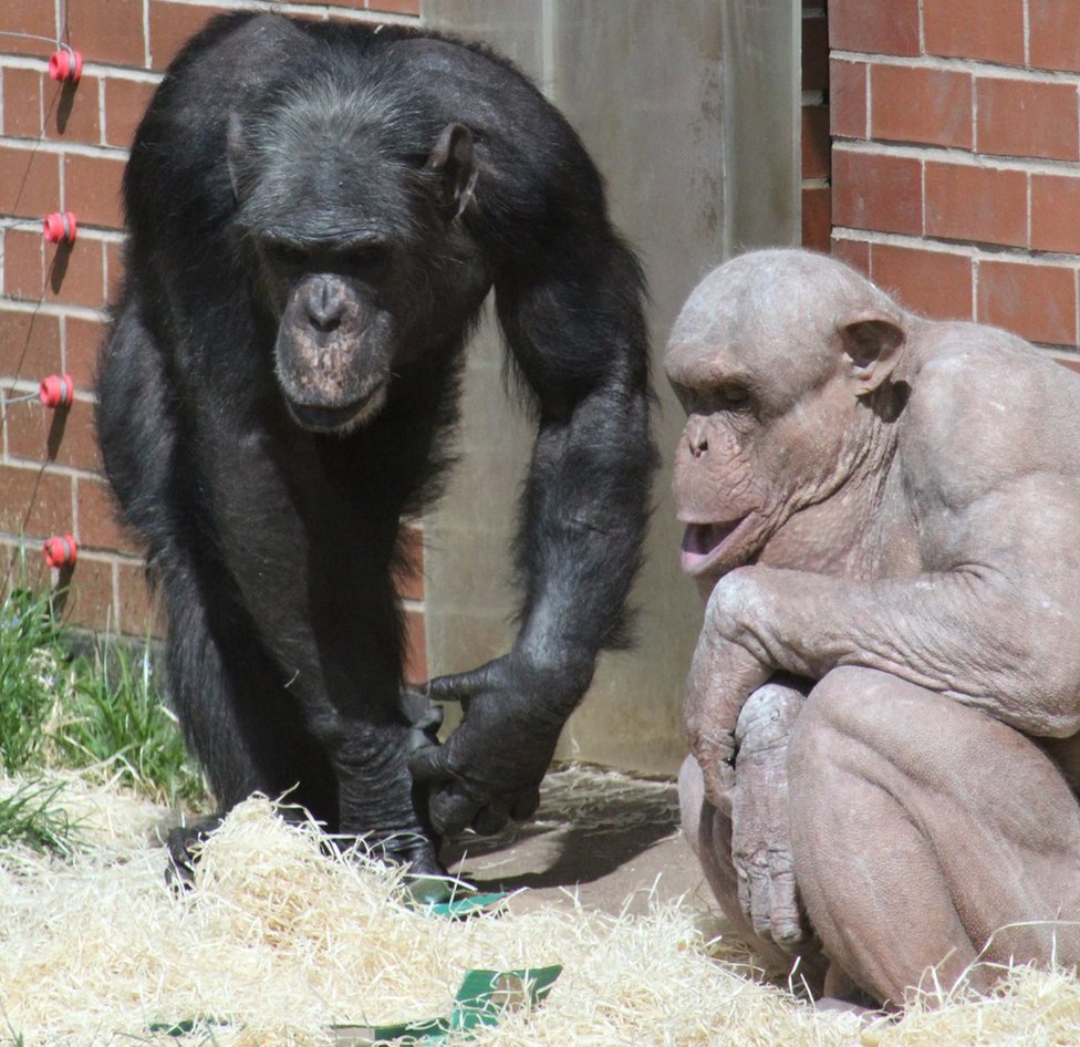 bald chimpanzee
