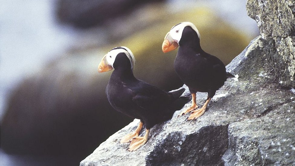 Climate change is causing problems for puffins : NPR