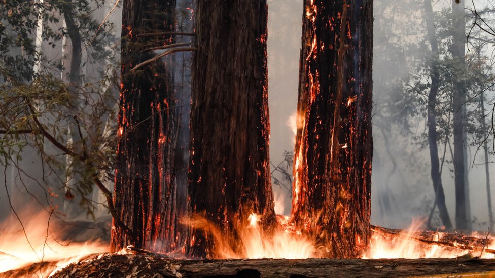 Официальные лица парка опасаются, что секвойи, самые высокие деревья в мире, упали в результате пожаров
