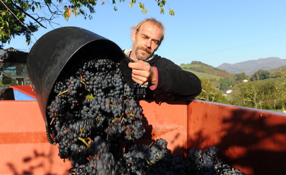 Мужчина выгружает ведро с виноградом в грузовик во время сбора винограда на винограднике винодела Оливье Мартена в Ирулеги 28 сентября 2015 г.