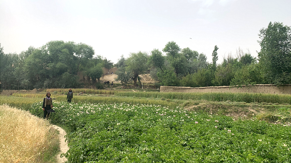 Guardias talibanes en un sembradío en la provincia de Andarab.