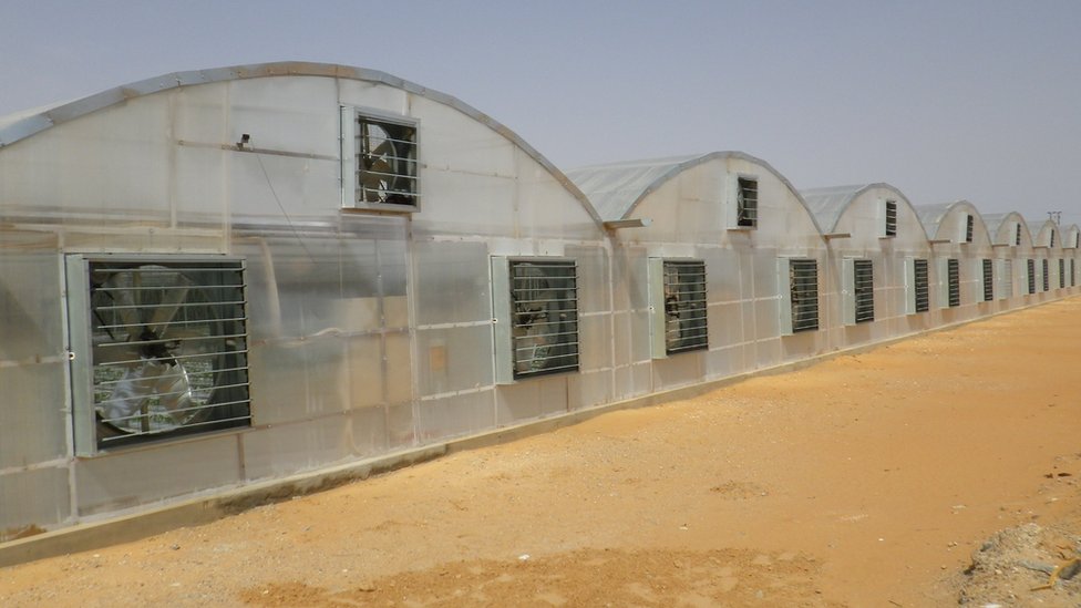 Tomato-growing facility in Dubai