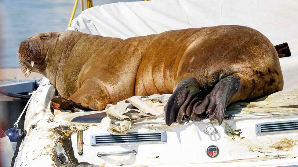 Freya the walrus on a boat