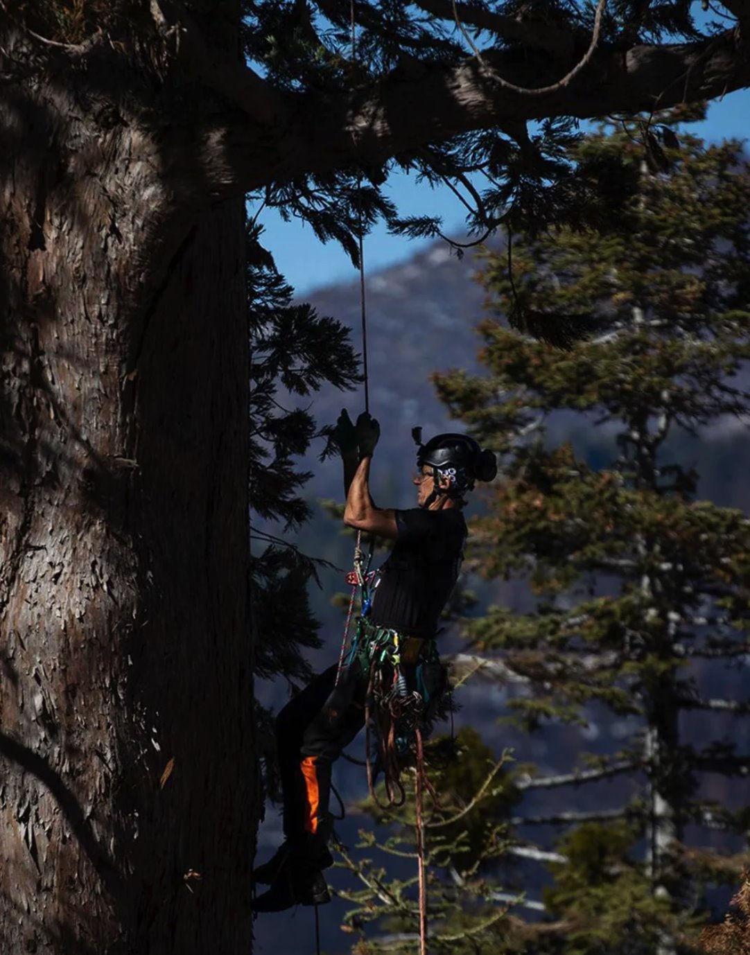 Rip Tompkins escala uma sequoia-gigante