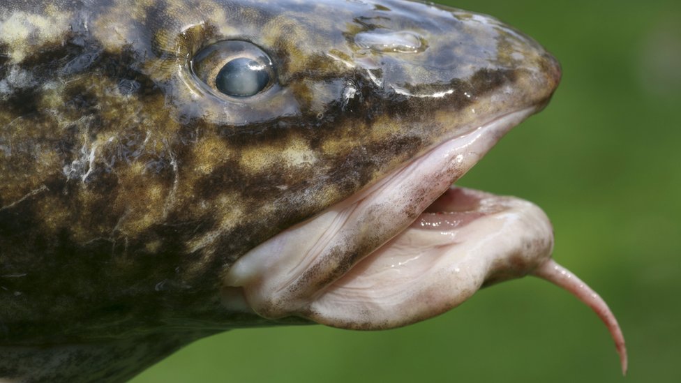 The decline of the 'disgusting' burbot - BBC News