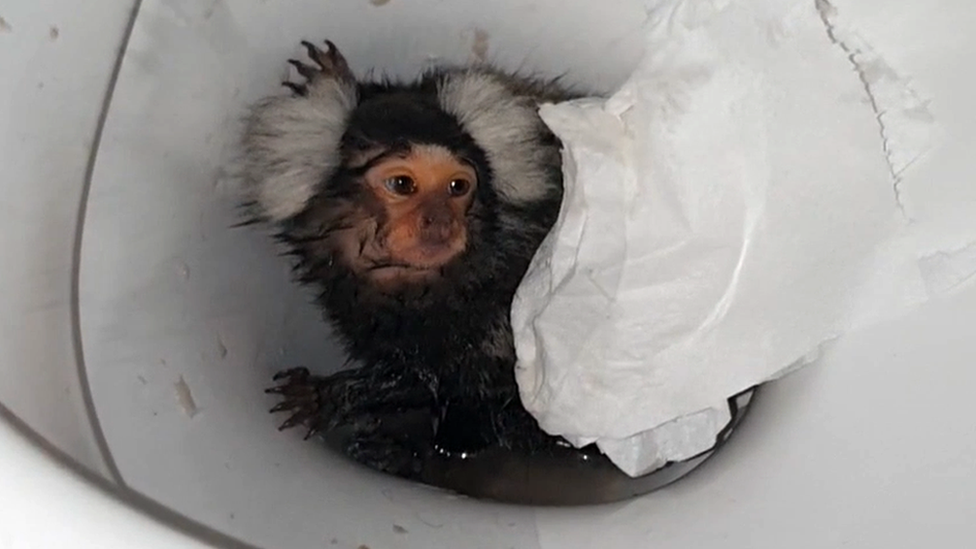 Monkey offered cocaine and flushed down loo recovering