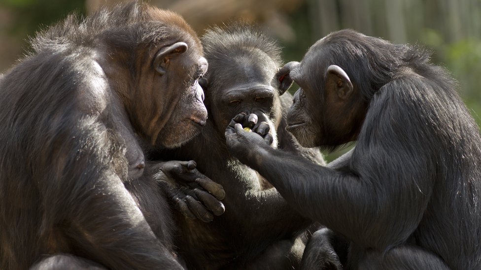 Tri šimpanze