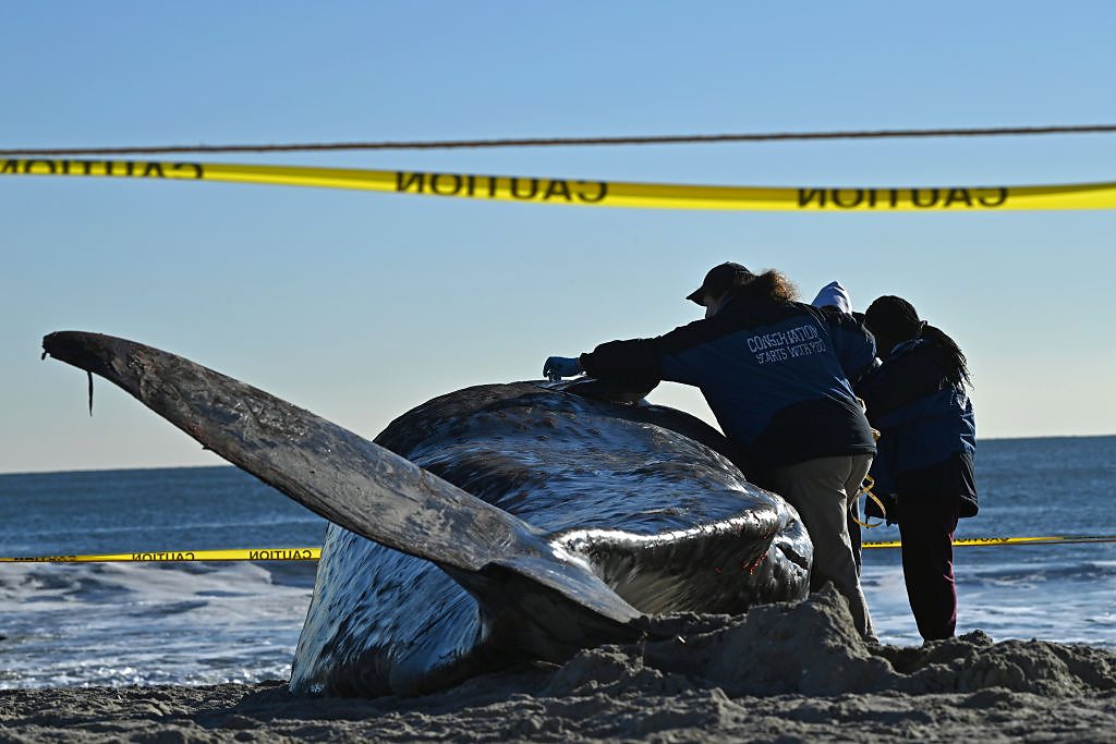 Another whale mysteriously washes ashore on US East Coast