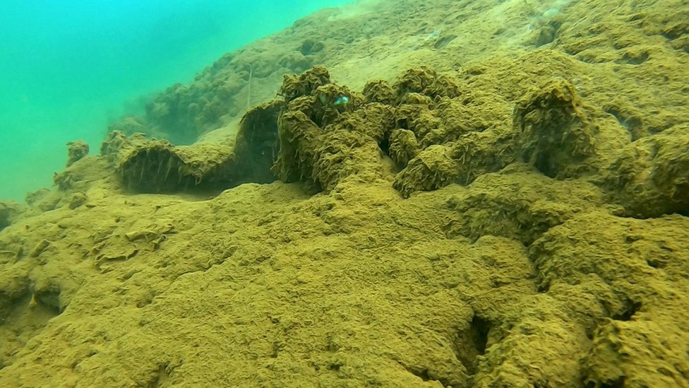 環保人士警告說，沉積物會覆蓋在珊瑚礁上，使其窒息。